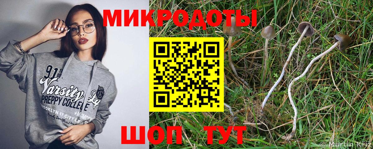 Псилоцибиновые грибы Psilocybine cubensis Нальчик